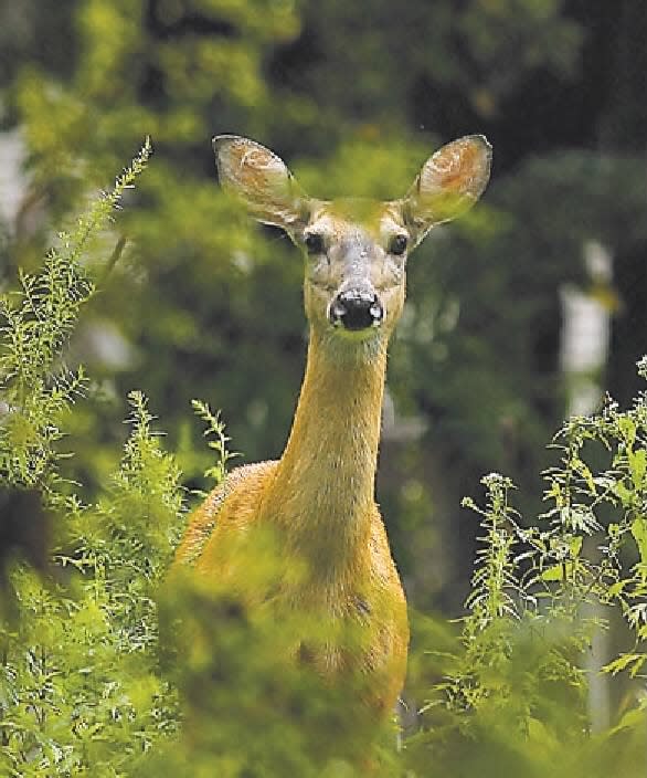 Drivers in South Brunswick had been involved in at least 21 crashes with deer in three weeks, it was reported on Thursday, Oct. 31, 2013.