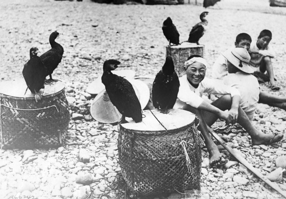 A photo of a group of usho sitting on the beach and watching their cormorants stand on baskets.
