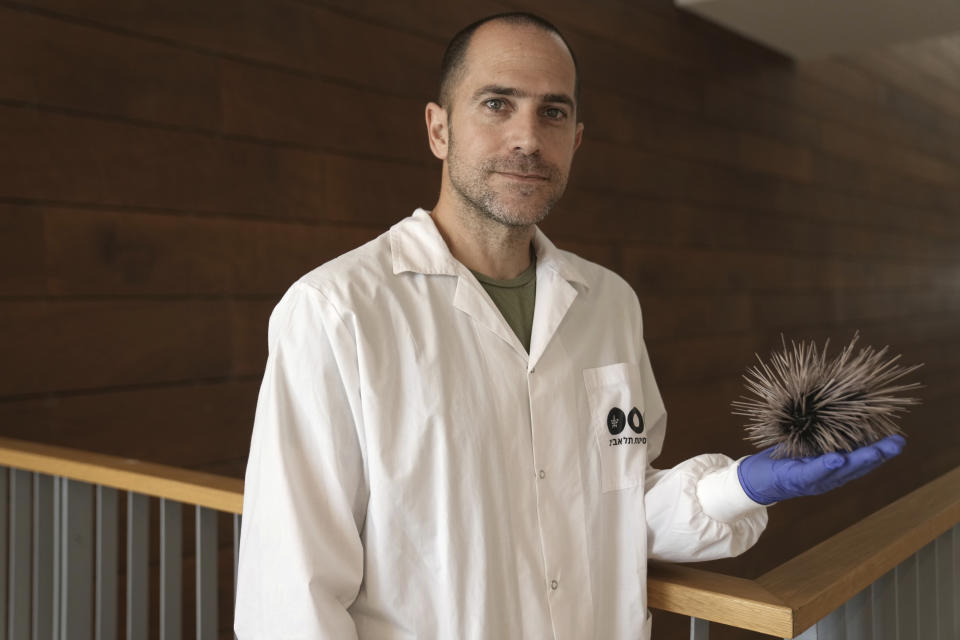 Dr. Omri Bronstein holds a sea urchin specimen of the long-spined Diadema setosum, found in the Mediterranean, at the Steinhardt Museum of Natural History of Tel Aviv University in Tel Aviv, Israel, Wednesday, May 24, 2023. Tel Aviv University scientists say that sea urchins in Israel's Gulf of Eilat in the Red Sea are dying at an alarming rate, threatening the sea's prized coral reef ecosystems. (AP Photo/ Maya Alleruzzo)