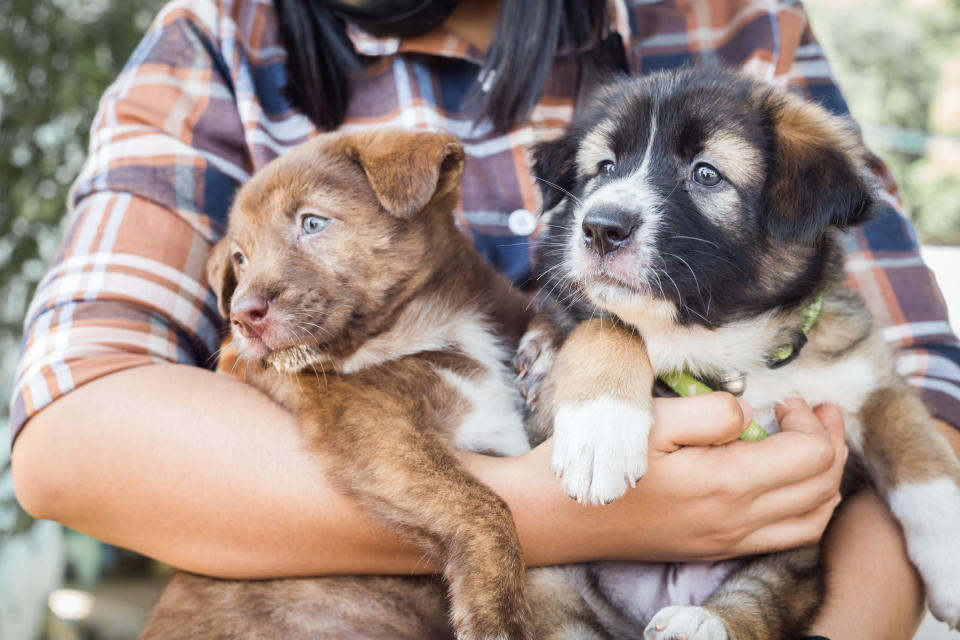 Two cute puppies in girl's arms