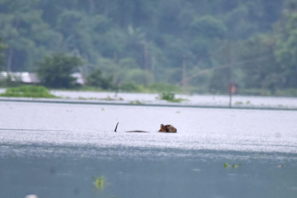 A tiger wades through a flooded area in search of higher land near Kaziranga National Park, at Baghmari village in Nagaon district of Assam. (Photo credit should read Anuwar Ali Hazarika/Barcroft Media via Getty Images)