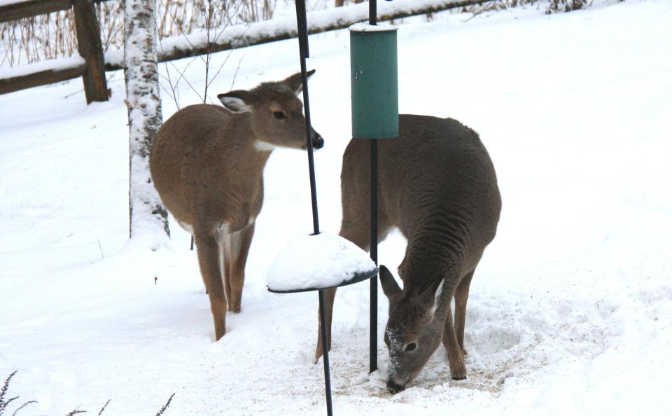 Deer are very resilient creatures that are well adapted to survive the cold.