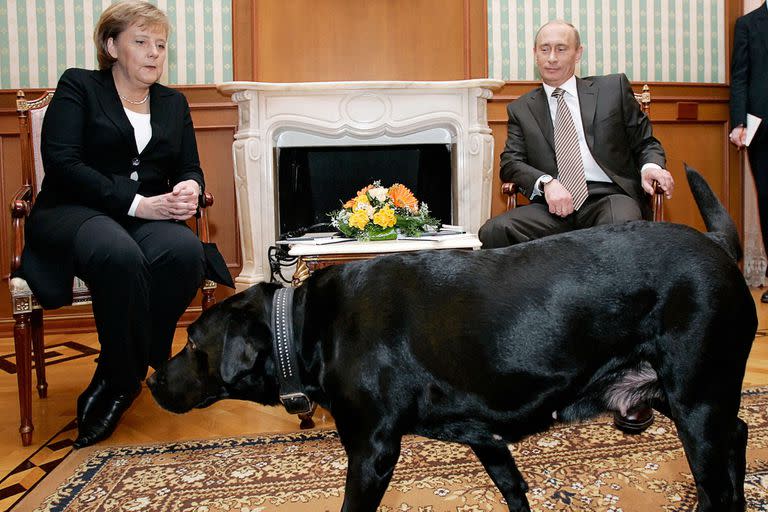 En un gesto de reveladora perversidad, Putin dejó entrar a su labrador en una cumbre de 2007 con Merkel, quien tiene fobia a los perros