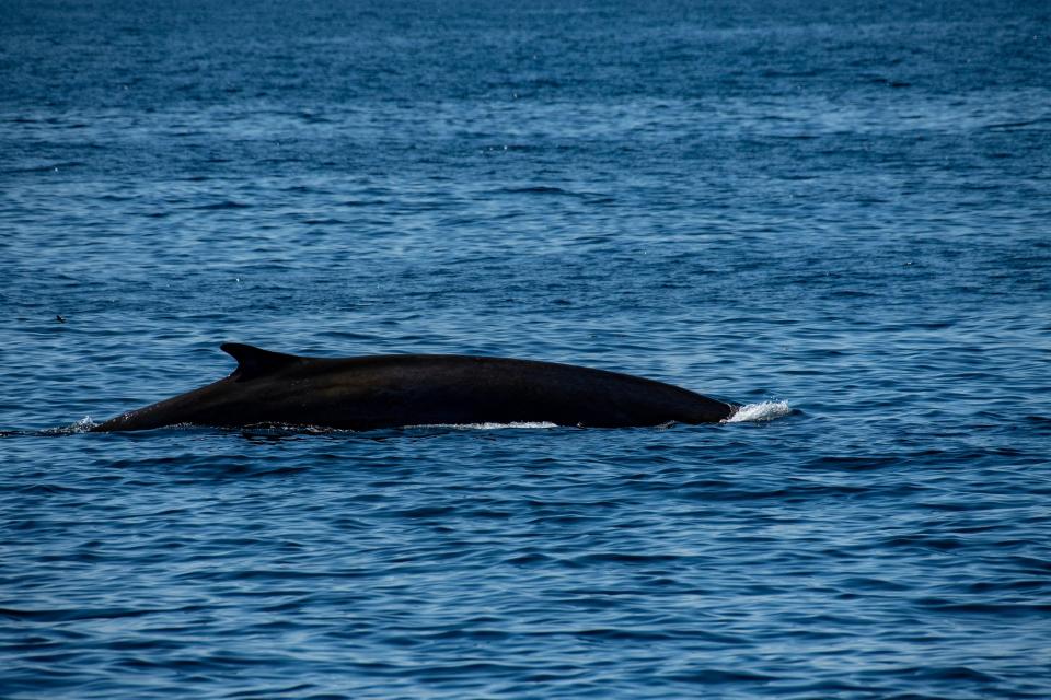 A fin whale swims and feeds off of Jeffreys Ledge in the Gulf of Maine, near Gloucester, Massachusetts, on May 8, 2023.