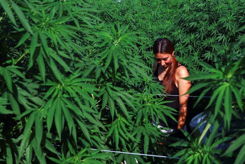 Argentina moves towards regulating the hemp and medical cannabis industry, in Santa Fe