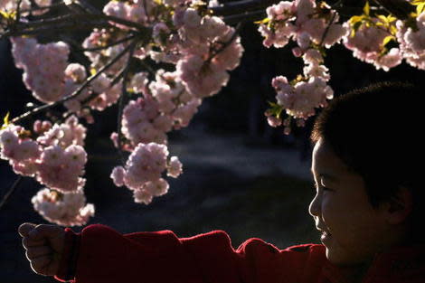 Peach blossoms, Beijing