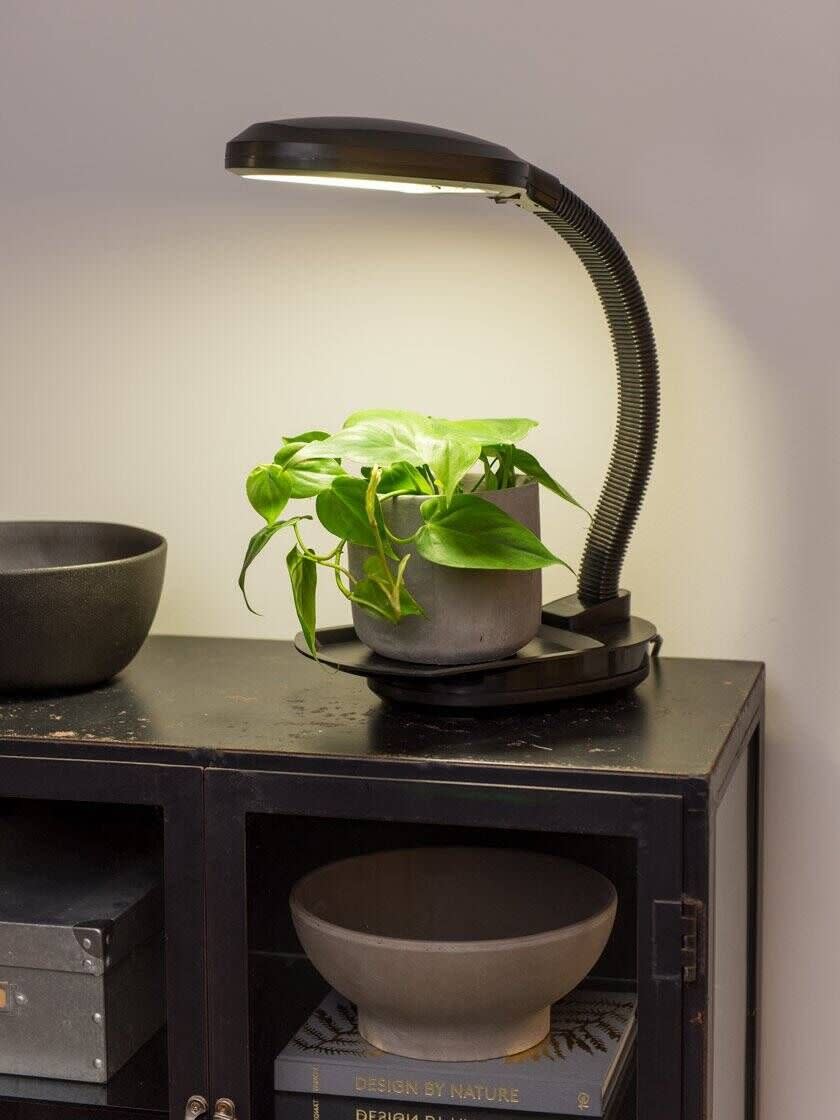 6) Desktop LED Plant Lamp