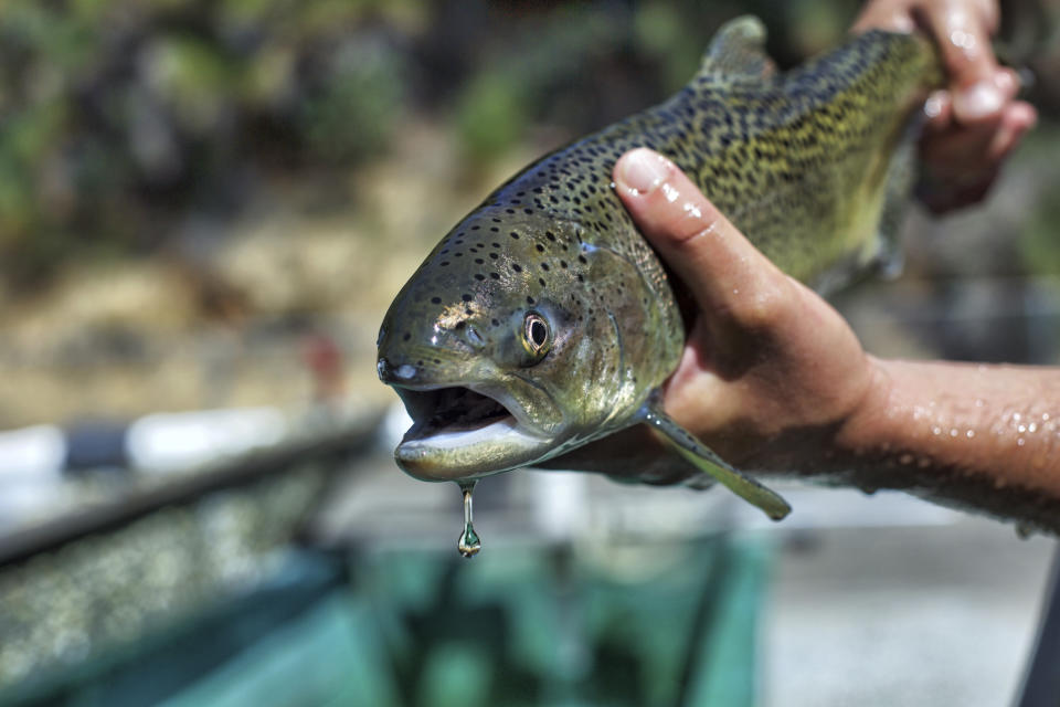 FILE - This August 2017 photo provided by the U.S. Fish and Wildlife Service shows a winter-run Chinook salmon. About half of government spending on threatened and endangered species goes toward efforts to conserve two types of fish, salmon and steelhead, along the U.S. West Coast. (Steve Martarano/U.S. Fish and Wildlife Service via AP, File)