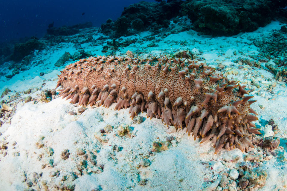 Spiny sea cucumber lying on the ocean floor amidst sand and small rocks