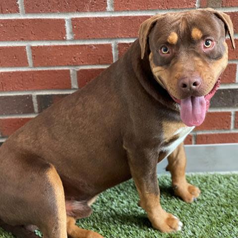 Tonic is a 1-year-old neutered male mixed breed pup. He was surrendered to the shelter with his brother and is learning how to walk on a leash and hang out with people. He is medium-size and very sweet despite being so shy. To meet Tonic, call 405-216-7615 or visit the Edmond Animal Shelter 2424 Old Timbers Drive.