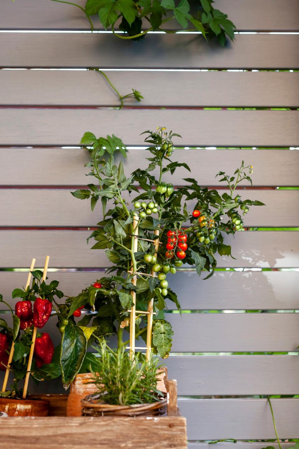 Grow herbs and other produce in your own outdoor space with a DIY culinary garden.