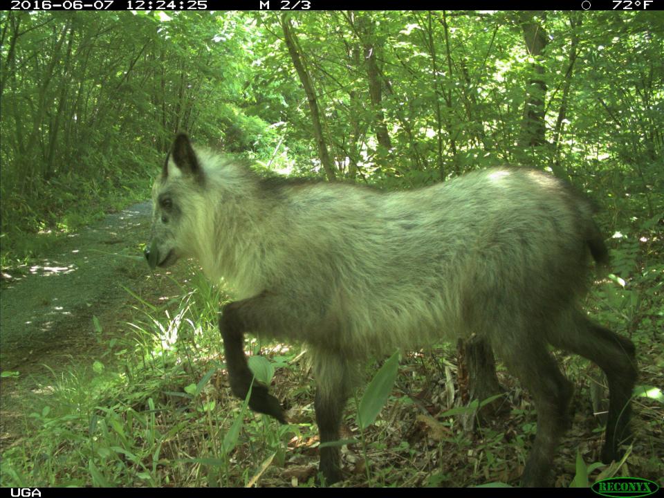 Fukushima Japanese serow