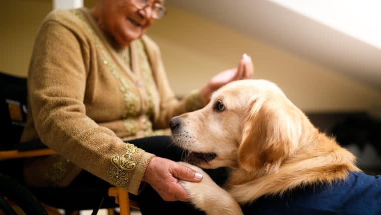 The Rise of Therapy Dogs and Where You Might Find Them