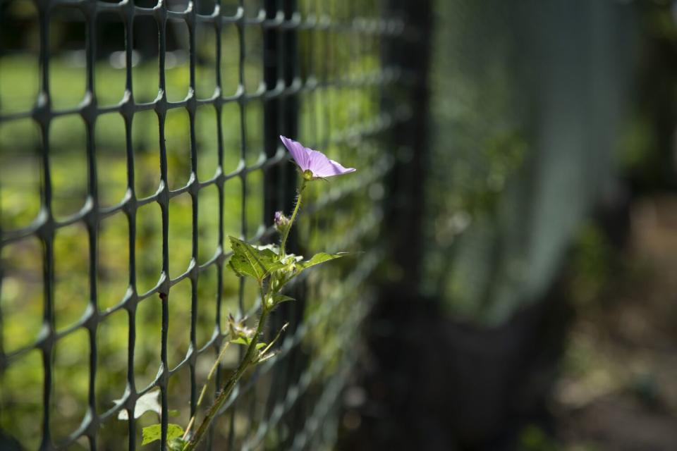 An alache grows at the Stanford Avalon Community Garden in Watts.