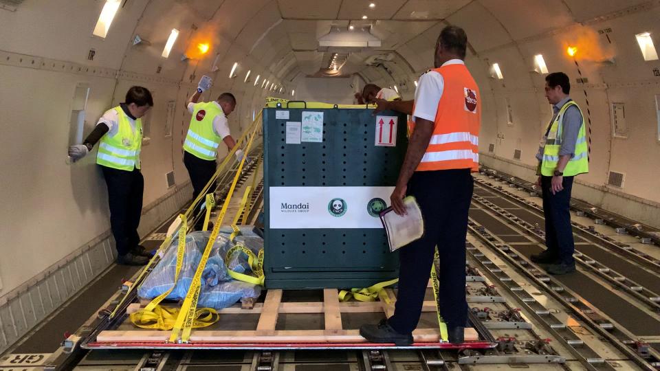 Cargo personnel moving Le Le's crate into position on the aircraft.