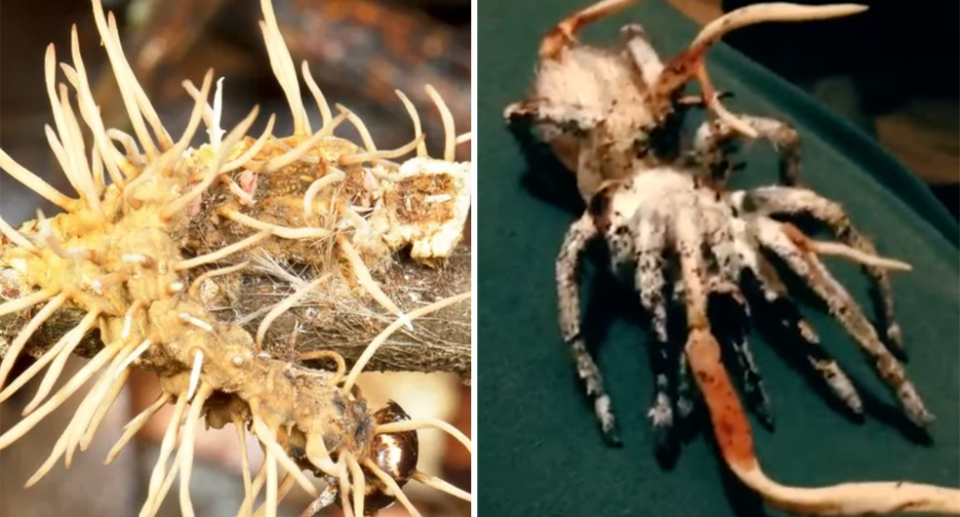A caterpillar consumed by a parasitic fungus with its spore-releasing tendrils poking out (left) while a tarantula also falls victim (right). Source: Getty/YouTube