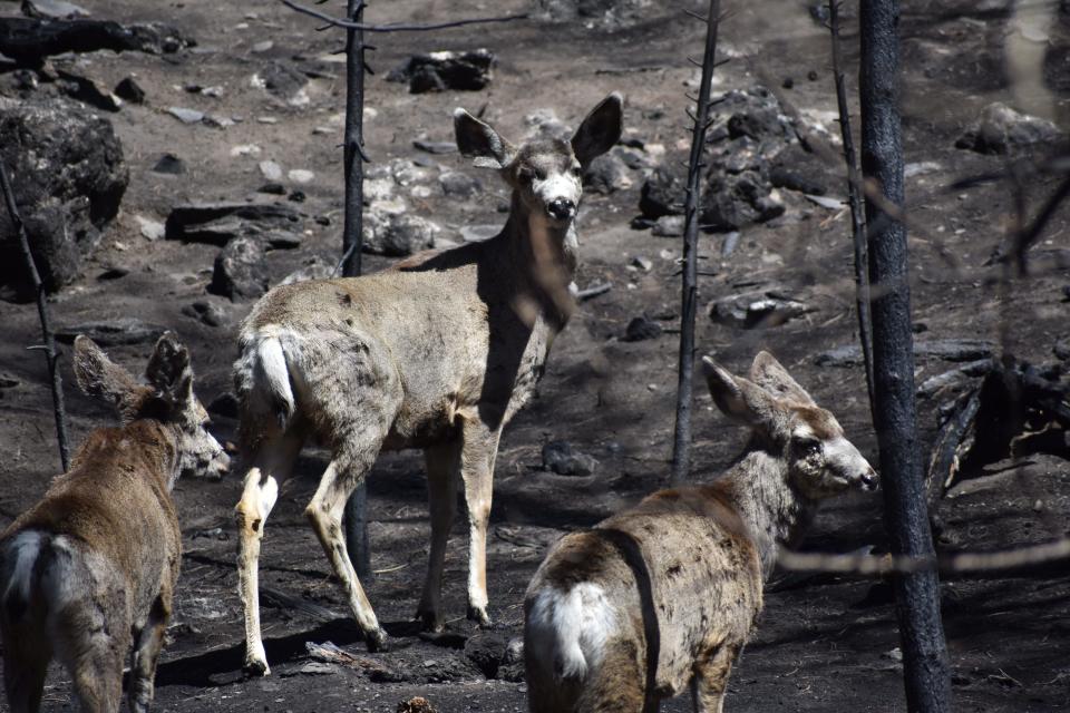 Mule deer stand among the Cameron Peak Fire burn scar above Buckhorn Road in Larimer County on April 7, 2021.