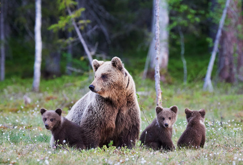 Kleine Braunbären wachsen bei ihrer Mutter auf, bis sie die Pubertät erreichen. (Bild: Getty)