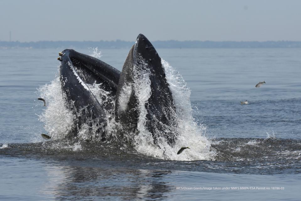 A humpback whale lunge-feeding on schooling fish known as menhaden in the waters of Raritan Bay.