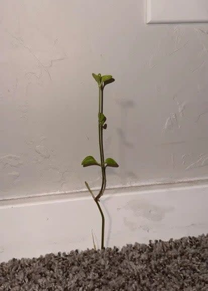 a small weed growing up out of carpeting at the side next to the wall