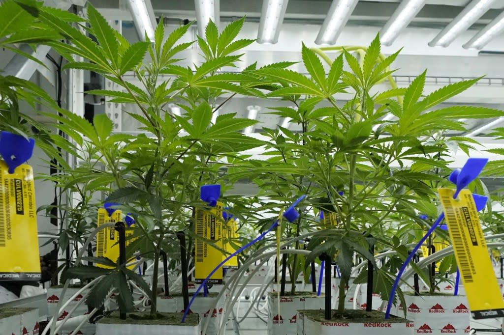 Young marijuana plants have state mandated identification tags in the indoor growing facility of Mockingbird Cannabis in Raymond, Miss., Friday, Jan. 20, 2023. (AP Photo/Rogelio V. Solis, File)