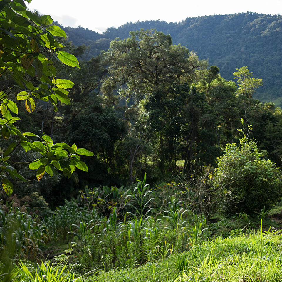 Campo colombiano