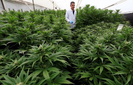 Marcelo Antunes de Siqueira, director of operations at Pharmacielo, reviews a marijuana crop for medicinal uses in Rionegro, Colombia March 2, 2018. REUTERS/Jaime Saldarriaga