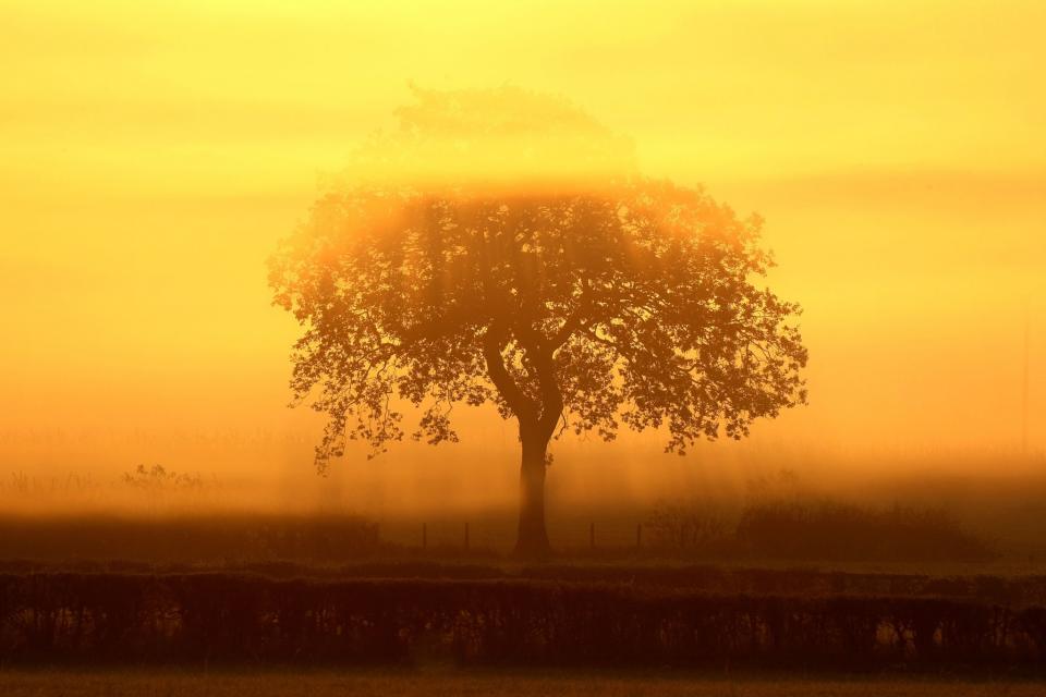 A hazy tree