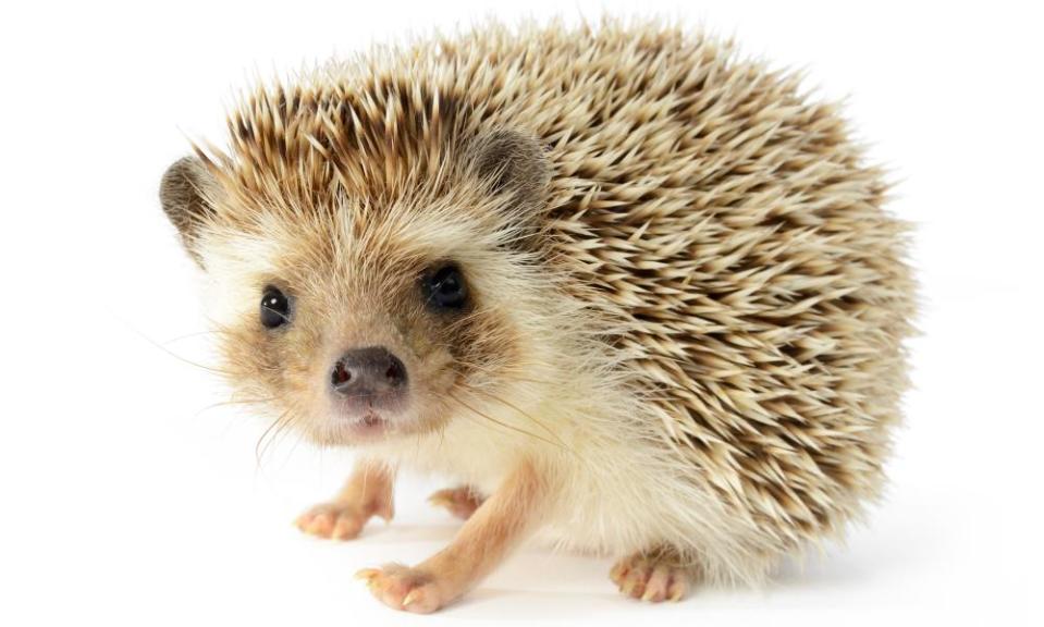 Hedgehog isolated on white background