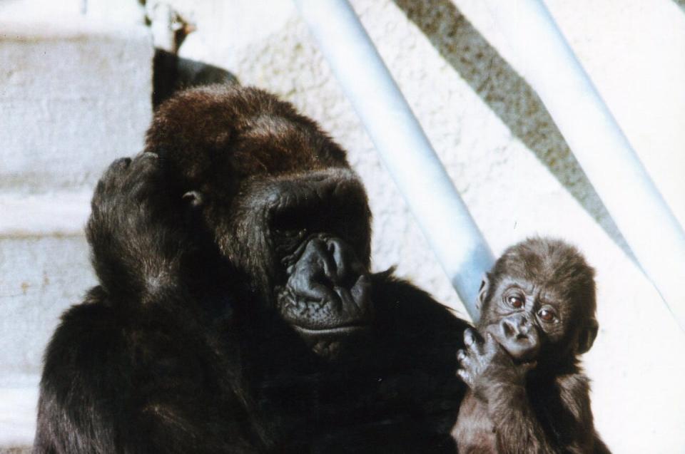 A gorilla holding her baby.