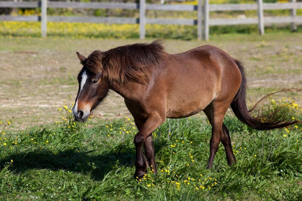 Wild ponies found on Ocracoke Island North Carolina.