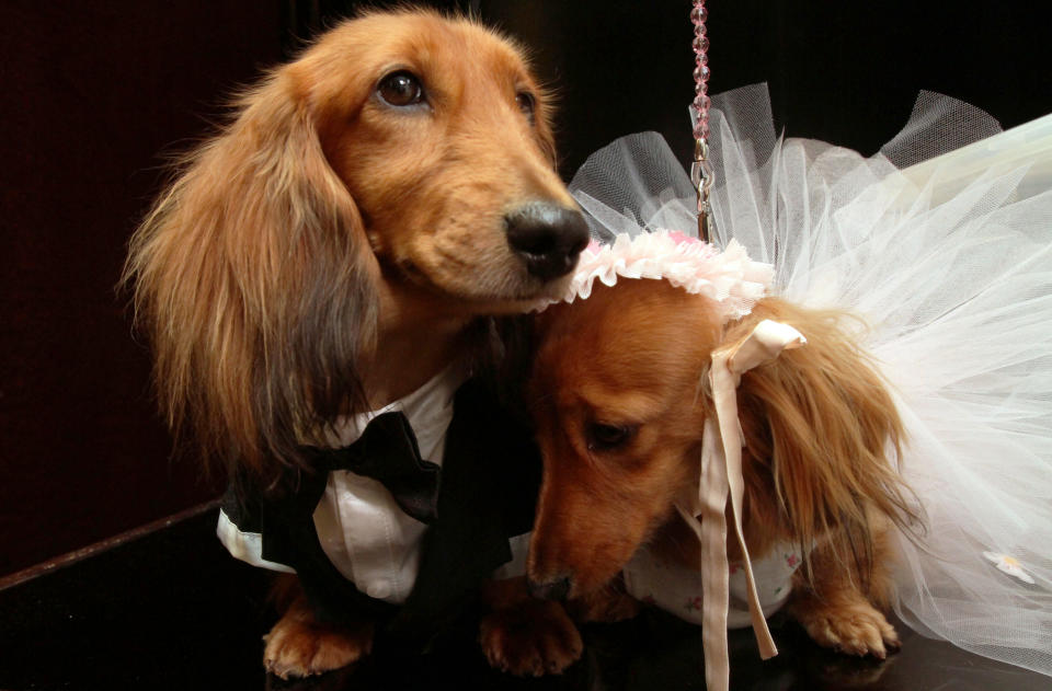 Dachshunds dressed for the occasion, Clifford, left, and his cousin Dee Dee, share a moment as they wait to take part in the most expensive wedding for pets Thursday July 12, 2012 in New York. The black-tie fundraiser, where two dogs were "married", was held to benefit the Humane Society of New York. (AP Photo/Tina Fineberg)