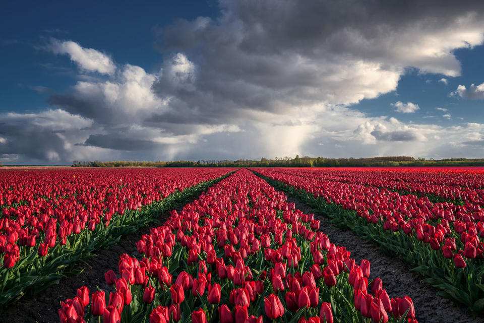 <p>“When I first started scouting for flower fields, I was actually amazed how many there were in my country.” (Photo: Albert Dros/Caters News) </p>