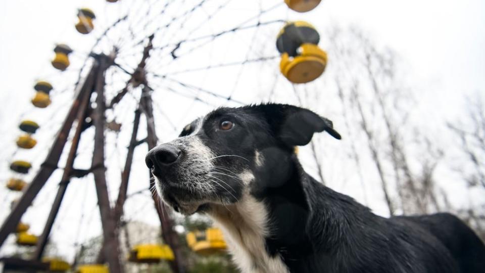 Perros en un parque de diversiones de Prypiat, una ciudad abandonada después del desastre.