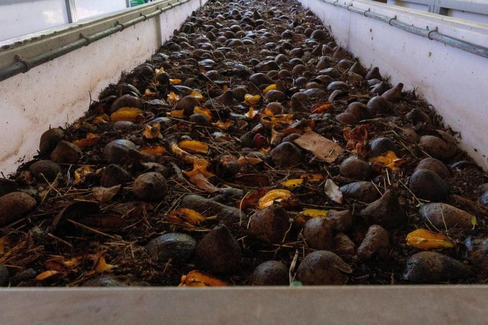 A close look at a compost bin full of decaying organic matter and earthworms at Lion Fruit Farms in Homestead.