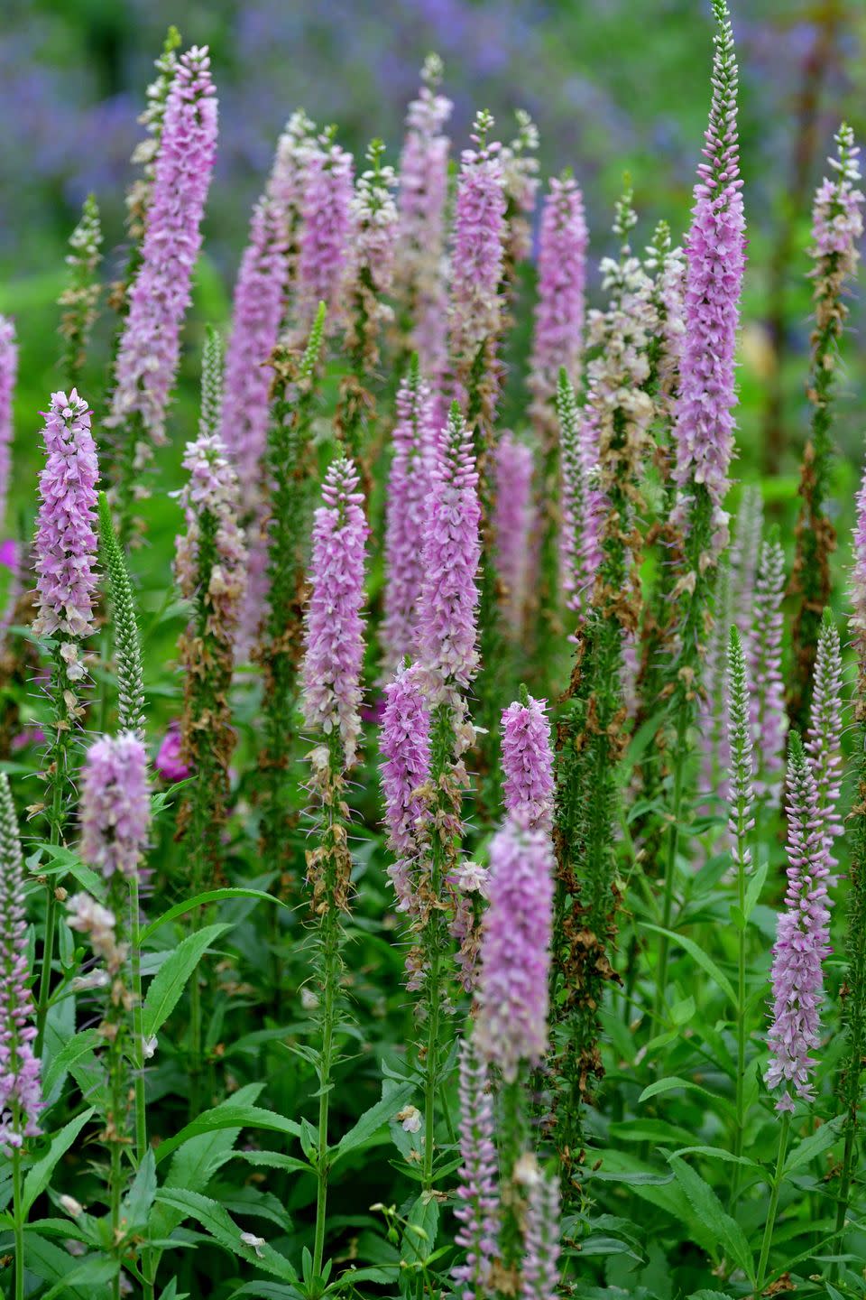 veronica speedwell flower