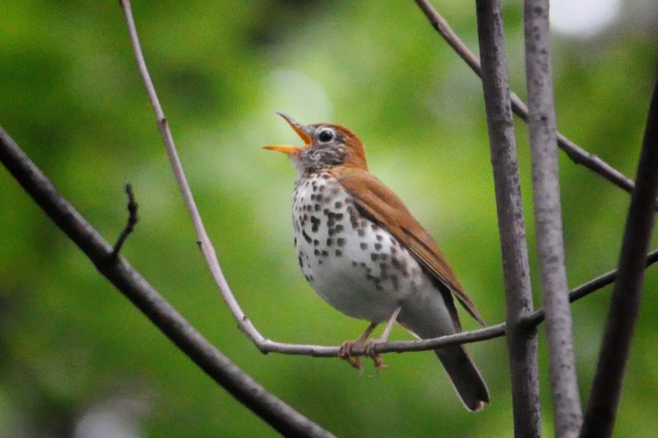 The male wood thrush sings a robust song from open branches in mid-canopy in order to attract a mate and defend a territory.