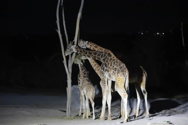 Africam Safari Benito