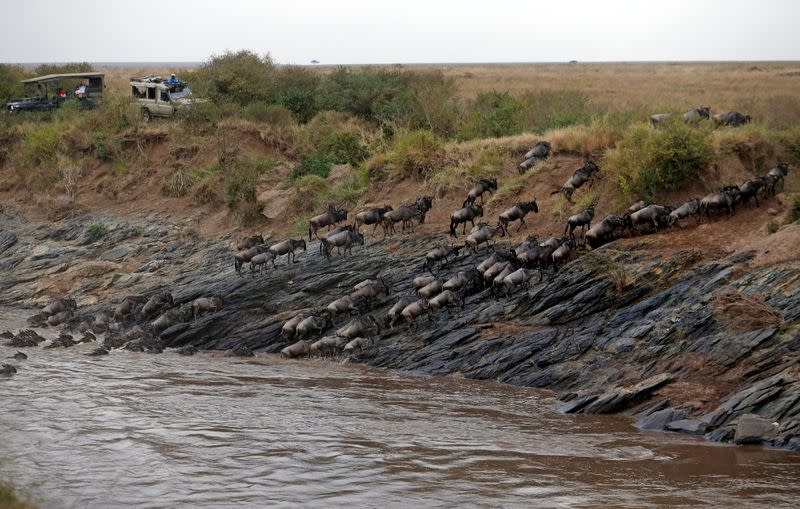 Wildebeests' migration in the Maasai Mara game reserve