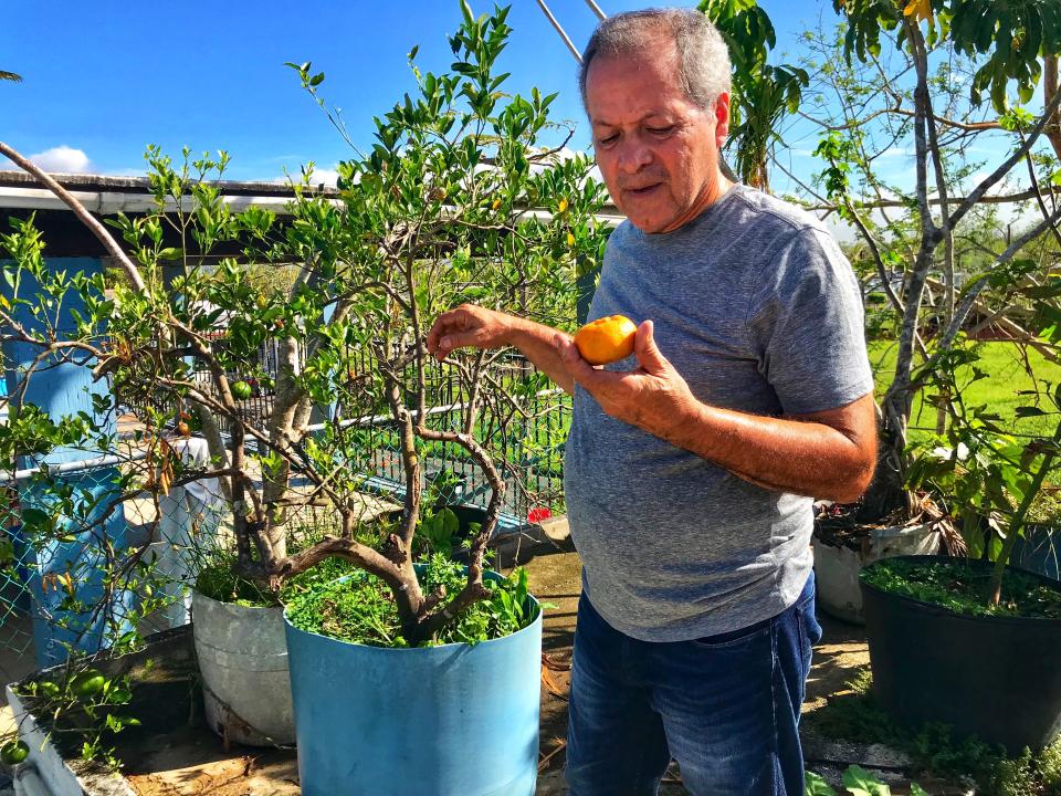 <p>Jesse Vazquez picks a tangerine from a tree on the roof of his house in Bayamón, Puerto Rico on Oct. 9, 2017. Nearly three weeks earlier, Hurricane Maria had struck the island, leaving him and his 89-year-old mother, Mercedes, without electricity or running water. (Photo: Caitlin Dickson/Yahoo News) </p>