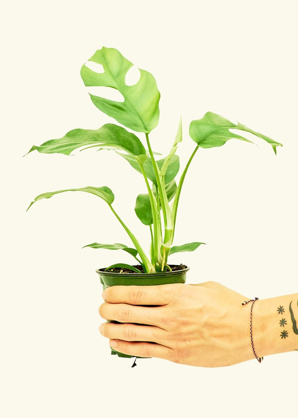 <p><a href="https://heyrooted.com/products/mini-monstera-rhaphidophora-tetrasperma-small" rel="nofollow noopener" target="_blank" data-ylk="slk:Shop Now;elm:context_link;itc:0;sec:content-canvas" class="link ">Shop Now</a></p><p>Rhaphidophora Tetrasperma</p><p>heyrooted.com</p><p>$22.00</p>