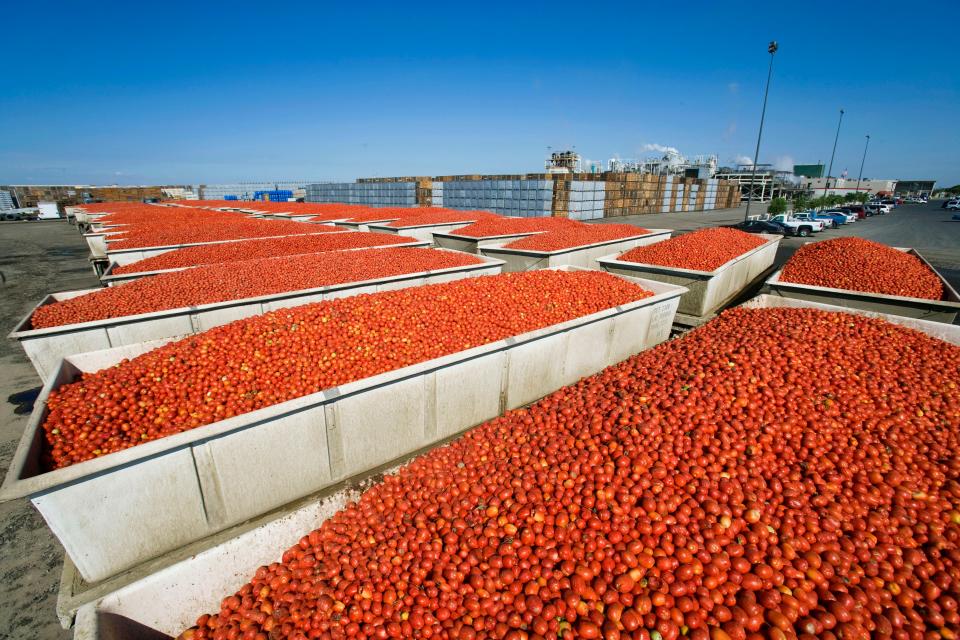 File: Trailers full of tomatoes before processing. California grows over 95% of the country's tomatoes and 30% of the world's.