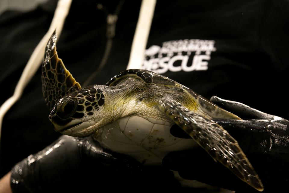 Cara Wendel, a conservation and animal wellness specialist, holds the smallest green sea turtle at a Texas State Aquarium rescue facility on Wednesday, Dec. 28, 2022.