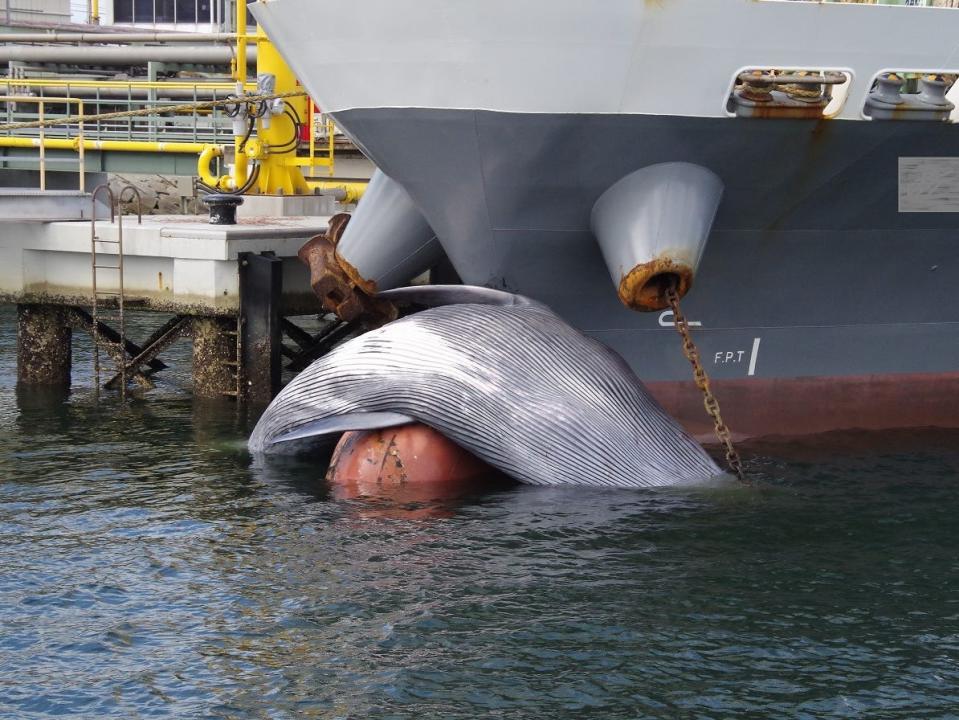 Bryde whale marooned on the bow of a ship in Japan