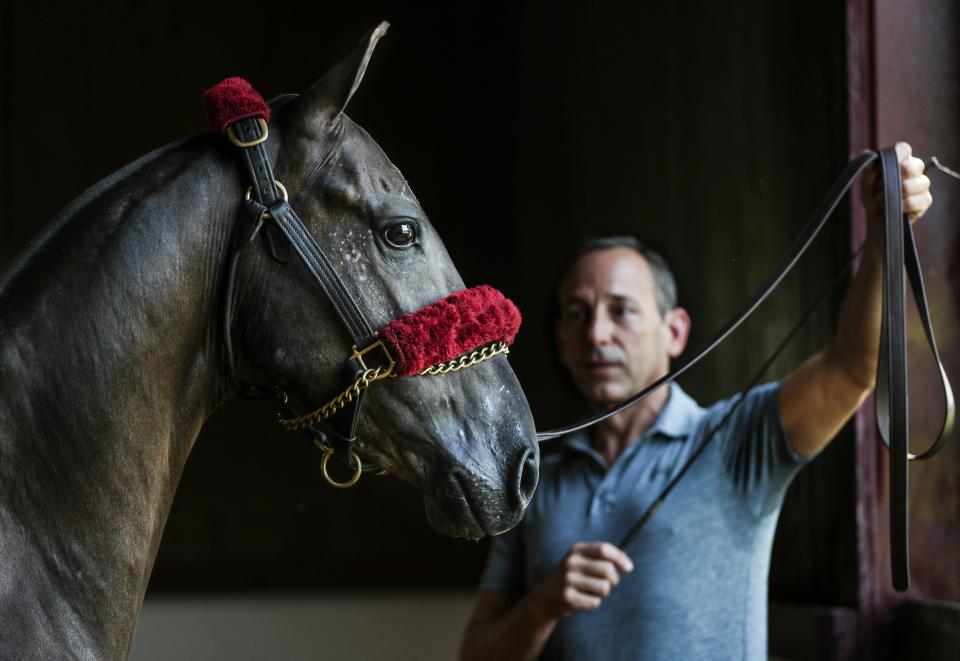 Trainer Chris Reiser works with CH Don O'Neill recently at Reiser Stables in Simpsonville, Ky. O'Neill is a world champion saddlebred horse and retiring at 13 years old after winning every major horse show in the country. His final appearance is at the World Championship Horse Show August 25 at the Kentucky State Fairgrounds. He was trained by Reiser Stables and owned by Cindy and Steve Chesler.