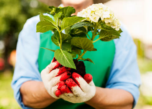 Woman-holding-hydrangea_web