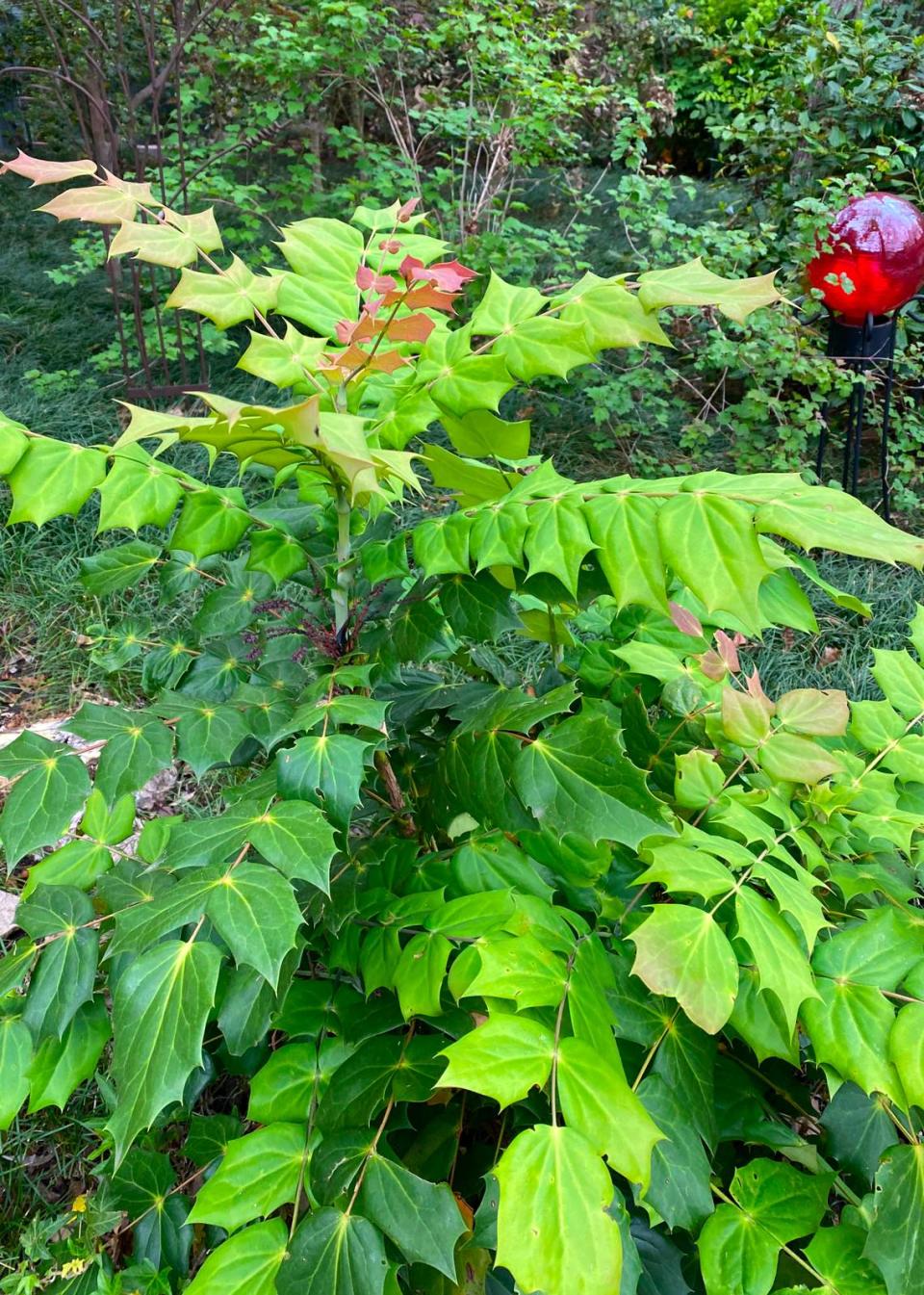 New soft, non-prickly growth from mid-April on a leatherleaf mahonia.