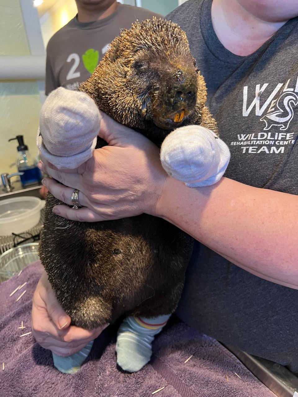 Cinder, the wounded Porcupine, is doing well with her bandages and treatment. She lost her baby and had burned paws and quills but is healing.