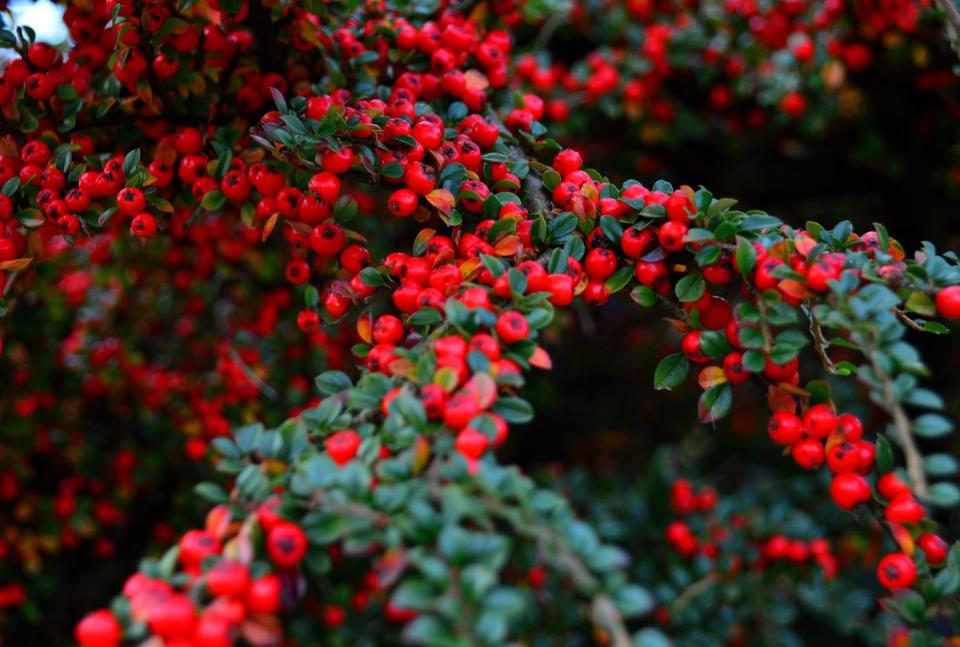 drought tolerant shrubs cotoneaster