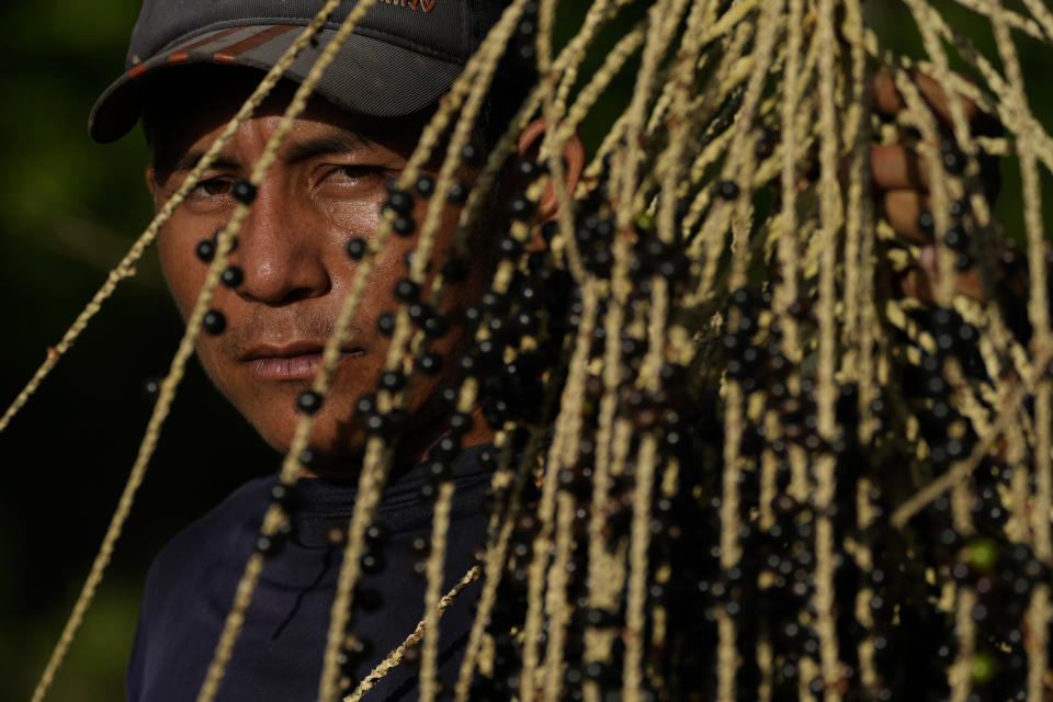 Alcindo Farias Junior, who works in the production of acai, shows the fruit, reached by the salty waters in the community of Vila de Sao Pedro in the Bailique Archipelago, district of Macapa, state of Amapa, northern Brazil, Sunday, Sept. 11, 2022. The changes in the region are also an increasing threat to the omnipresent acai palm trees. In many places, sea erosion is taking them. And in areas closer to the sea, the acai berries began to taste different. (AP Photo/Eraldo Peres)